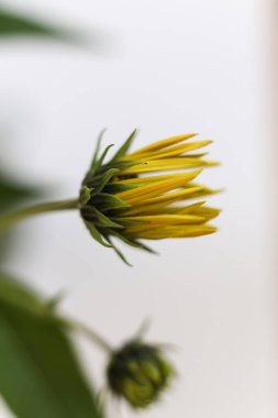 Kudüs enginarının seçici odak makrosu. Ayrıca güneş kökü, güneş boğması, yabani ayçiçeği, topinambur ya da toprak elması tomurcuğu olarak da bilinir.
