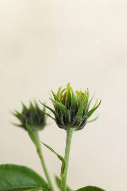 Kudüs enginarının seçici odak makrosu. Ayrıca güneş kökü, güneş boğması, yabani ayçiçeği, topinambur ya da toprak elması tomurcuğu olarak da bilinir.