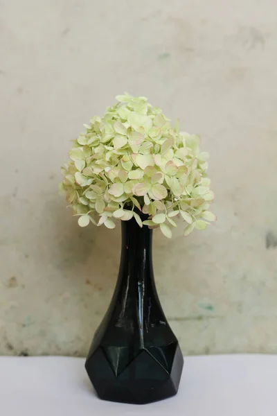 Una Naturaleza Muerta Con Una Flor Cremosa Hortensia Jarrón — Foto de Stock