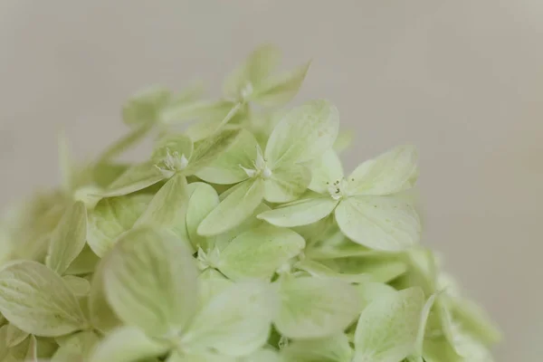 Hortensja Hortensja Kwiat Selektywne Ostrość Makro — Zdjęcie stockowe