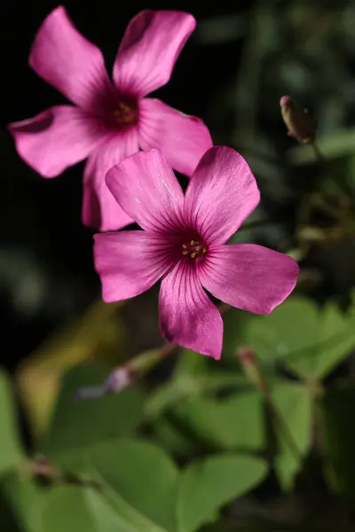Makro Záběr Artyčoku Oxalis Růžové Květy Oxalisu Letní Zahradě — Stock fotografie