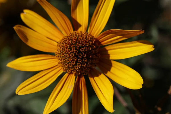 Zbliżenie Heliantoidów Heliopsis Fałszywy Słonecznik Ogrodzie Letnim — Zdjęcie stockowe