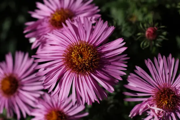 夏の終わりの庭でピンクのアスターの花を閉じる — ストック写真