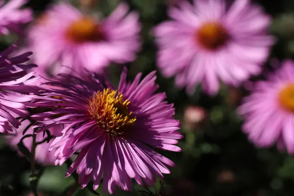 Close Pink Aster Flowers Late Summer Garden — Stock Photo, Image