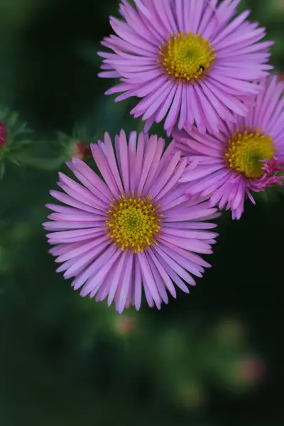 Close Pink Aster Flowers Late Summer Garden — Stock Photo, Image