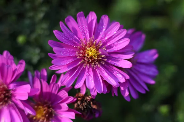 Piękne Fioletowy Aster Kwiaty Pokryte Krople Deszczu Ogrodzie — Zdjęcie stockowe