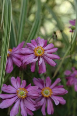 Eriocapella hupehensis 'in yakın çekimi, Japon şakayıkları sonbahar bahçesinde 