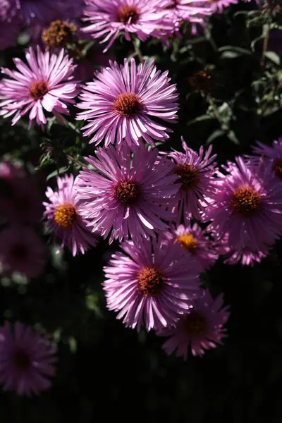 Eine Nahaufnahme Von Rosa Aster Blüten Herbstlichen Garten — Stockfoto