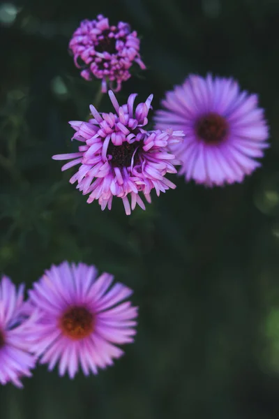 Крупним Планом Рожеві Квіти Айстр Осінньому Саду — стокове фото