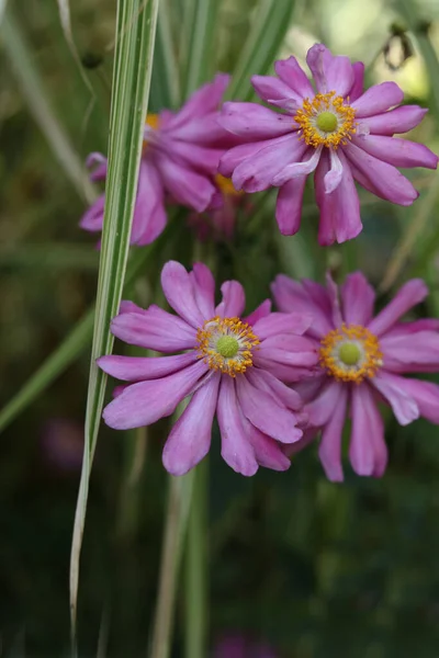 Närbild Eriocapitella Hupehensis Japansk Anemon Blommor Höstträdgården — Stockfoto