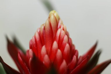 Bromelia çiçeğinin makro pozu.