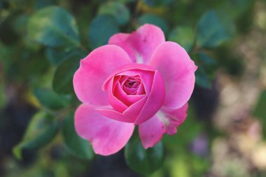 Rosa Centifolia 'nın yakın çekimi, Provence gülü, lahana gülü veya sonbahar bahçesindeki Rose de Mai 