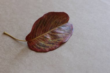 Renkli bir sonbahar yaprağı, kahverengi bir kağıda kapanıyor.