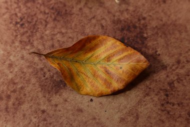 Kahverengi suluboya arka planda renkli sonbahar yaprağı