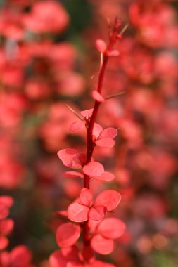 Orange Rocket Barberry 'nin seçici odak noktası, Berberis thunbergii' Orange Rocket '