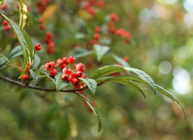 Cotoneaster frigidus, sonbahar bahçesindeki ağaç kronometresi.