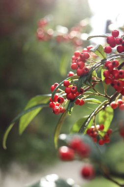 Cotoneaster frigidus, sonbahar bahçesindeki ağaç kronometresi.