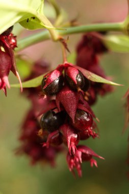 Leycesteria formosa, sülün üzümü, himalyan hanımeli çiçeği ve tohum.