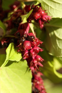 Leycesteria formosa, sülün üzümü, himalyan hanımeli çiçeği ve tohum.