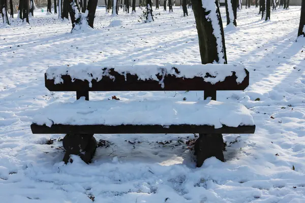 wooden bench in winter forest covered with snow.