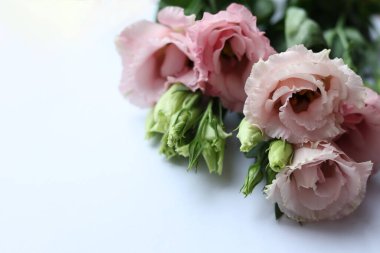 Beyaz arka planda bir buket Eustoma çiçeği, yakın plan.