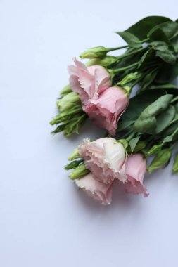 Beyaz arka planda bir buket Eustoma çiçeği, yakın plan.