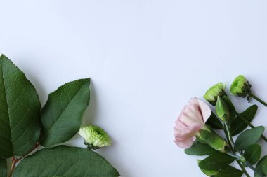 Beyaz arka planda çiçek kompozisyonu. Düz yatış, üst görünüm.