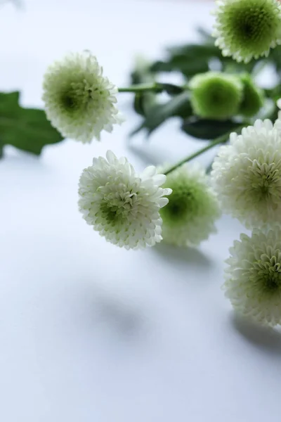 White chrysanthemum flowers on a white background. Copy space.