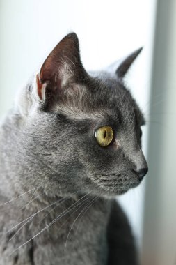 İngiliz kısa saçlı kedinin yakın plan portresi. 