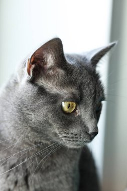 İngiliz kısa saçlı kedinin yakın plan portresi. 