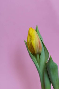 Sarı lale. Pembe arka plandaki yaprakların üzerinde su damlaları var.