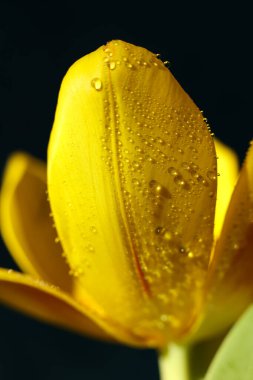 Yaprakların üzerinde su damlacıkları olan sarı lale.