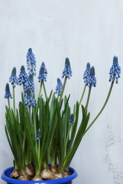 Mavi bir tencere, içinde yeşil saplı sümbül çiçekleri olan mavi bir saksı.