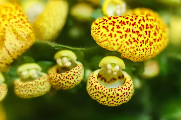 Yellow Calceolaria Also Called Lady Purse Slipper Flower Pocketbook Flower — Stock Photo, Image