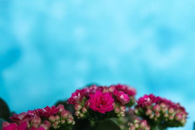 Kalanchoe, Kalanchoe familyasından Kalanchoe familyasından bir bitki türü..