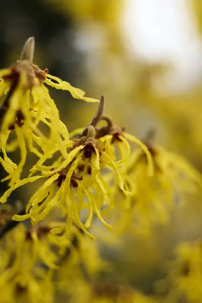 Witch Hazel Yellow Beautiful Flowers Bloom Early Spring — Stock Photo, Image