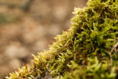 Yeşil yosun yakın plan. Doğal arka plan. Sığ alan derinliği