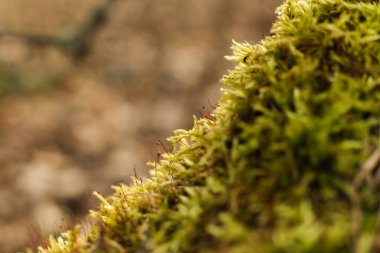 Yeşil yosun yakın plan. Doğal arka plan. Sığ alan derinliği