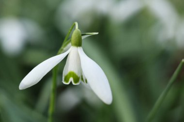 Bahçedeki beyaz kardamlaları, makroyu kapat.