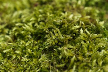 Yeşil yosun yakın plan. Doğal arka plan. Sığ alan derinliği