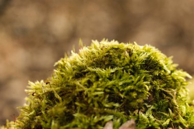 Yeşil yosun yakın plan. Doğal arka plan. Sığ alan derinliği