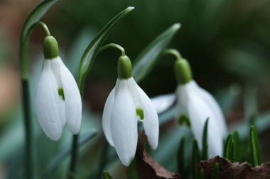 Kar damlası çiçeği, Galanthus nivalis, kapat.