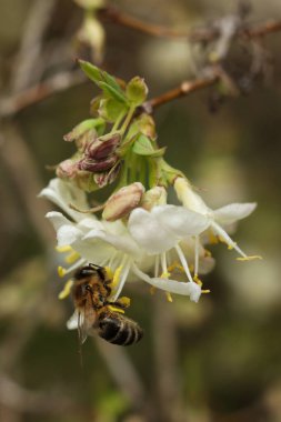 Hanımeli ağacının beyaz çiçeğinin üzerindeki bal arısı