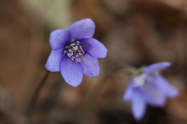 Anemon hepatikası, yaygın hepatika, karaciğer otu, karaciğer yaprağı, böbrek otu veya pennywort.