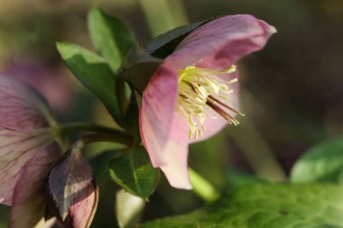 Bahçede çok güzel bir çiçek var. Seçici odak.