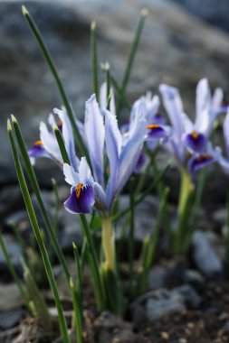 Iris Reticulata Ağlı zambak ya da Altın Ağ Gözü