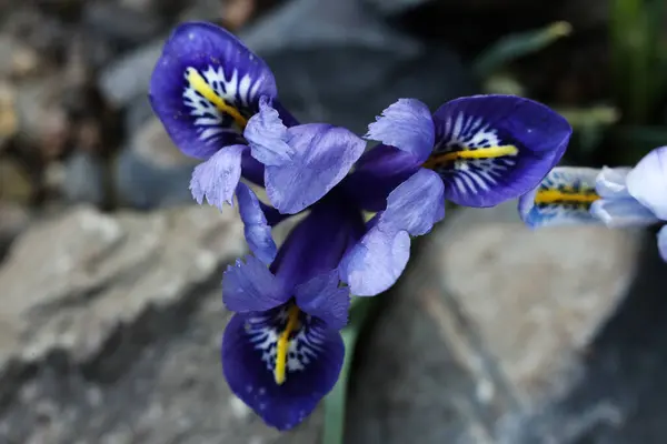Iris reticulata the netted iris or golden netted iris close up