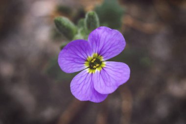 purple aubrieta flower in the garden clipart