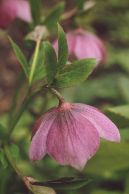 Bahçede çok güzel bir çiçek var. Seçici odak.