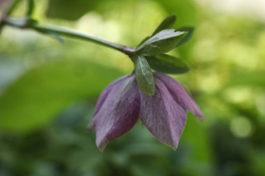 Bahçede çok güzel bir çiçek var. Seçici odak.